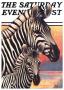 Zebras by Jack Murray Limited Edition Pricing Art Print