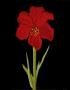 Amaryllis by Soraya Chemaly Limited Edition Pricing Art Print