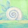 Tranquil Seashell Iii by Pamela Gladding Limited Edition Print