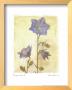 Campanula Ii by Amy Melious Limited Edition Pricing Art Print