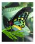 Butterfly by Lauren Browne Limited Edition Print