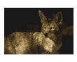 Coyotee West by Jim Tunell Limited Edition Print