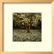 Magnolia (1999) by Bent Rej Limited Edition Print