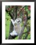 Kitten, Playing In Apple Tree In Spring Blossoms Mt by Alan And Sandy Carey Limited Edition Print