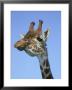 Giraffe, Close-Up Portrait by Mark Hamblin Limited Edition Print