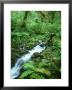 Hoh Rainforest, Olympic National Park Washington, Usa by Mark Hamblin Limited Edition Print