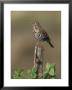 Song Thrush, Perched On Post, Scotland by Mark Hamblin Limited Edition Pricing Art Print