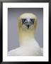 Gannet, Close-Up Portrait Of Adult, Scotland, Uk by Mark Hamblin Limited Edition Print