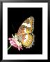 Lacewing Butterfly, Cethosia Biblis by Mike Slater Limited Edition Print