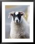 Portrait Of Sheep, Scotland by Elliott Neep Limited Edition Print