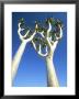 Quiver Tree, Namib-Naukluft Park, Namibia by Richard Packwood Limited Edition Pricing Art Print