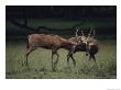 Pere Davids Deer Spar With One Another by Bates Littlehales Limited Edition Print