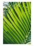 Close View Of Palm Fronds by Steve Raymer Limited Edition Print
