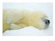 Close View Of Sleeping Two-Day-Old Harp Seal Pup by Norbert Rosing Limited Edition Print
