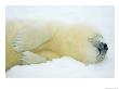 Close View Of Sleeping Two-Day-Old Harp Seal Pup by Norbert Rosing Limited Edition Print