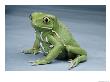 A Small Tree Frog by George Grall Limited Edition Pricing Art Print