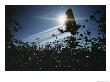 A Crop Duster Spraying A Cotton Field by Kenneth Garrett Limited Edition Print