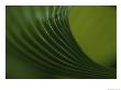 Close View Of A Leaf Pattern, Costa Rica by Michael Melford Limited Edition Print