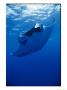 A Manta Ray Glides Under The Surface Of The Ocean by Brian J. Skerry Limited Edition Print