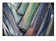 A Close-Up Of A Palm Frond by Vlad Kharitonov Limited Edition Print