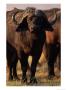 A Portrait Of A Cape Buffalo by Beverly Joubert Limited Edition Pricing Art Print