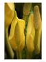 Skunk Cabbage In Flower by Michael Melford Limited Edition Print
