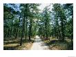 Sand Road Through The Pine Barrens, New Jersey by Skip Brown Limited Edition Print