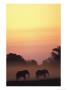 African Elephant Taking A Dust Bath At Sunset by Beverly Joubert Limited Edition Print