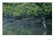 Great Blue Heron by Robert Madden Limited Edition Print