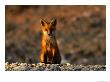 Portrait Of A Young Red Fox by Norbert Rosing Limited Edition Print