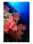 Peach-Coloured Soft Coral Adorns A Steep Drop-Off, Red Sea, Egypt by Casey Mahaney Limited Edition Print