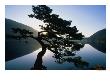 Douglas Fir (Pseudotsuga Menziesii)In Cascade Lakes, Moran State Park, Usa by John Elk Iii Limited Edition Print