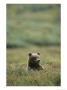 A Grizzly Bear Sits In A Meadow by Michael S. Quinton Limited Edition Print