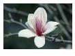 Magnolia by Gregory Baker Limited Edition Print