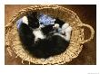 A Black-And-White Domestic Short-Hair Kitten Sleeps In His Basket by Brian Gordon Green Limited Edition Print