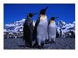 King Penguins One Of Natures Great Looking Birds, St. Andrews Bay, Antarctica by Grant Dixon Limited Edition Pricing Art Print
