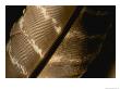 Magnified View Of A Red-Tailed Hawk Feather by Brian Gordon Green Limited Edition Print