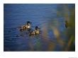 A Close View Of Ducks Swimming In Water by Raymond Gehman Limited Edition Pricing Art Print