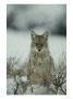 Portrait Of A Coyote Sitting In The Snow by Michael S. Quinton Limited Edition Pricing Art Print