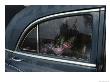 A Floral Arrangement Seen Through The Rain-Spattered Window Of A Car by Sam Abell Limited Edition Pricing Art Print