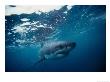 Great White Shark, South Africa by Stuart Westmoreland Limited Edition Print