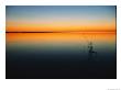 Still Waters Of Lake At Twilight, Muritz National Park, Germany by Norbert Rosing Limited Edition Print