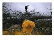 A Man Holding A Chainsaw Stands Atop A Felled Osage Orange Tree by Joel Sartore Limited Edition Pricing Art Print