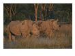 Oxpeckers Search For Ticks On A Pair Of Southern White Rhinoceroses by Roy Toft Limited Edition Print