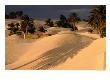 Palm Trees And Sand Dunes, Douz, Tunisia by Wayne Walton Limited Edition Print