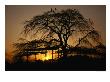 Cherry Tree In Maruyama-Koen Park At Sunset, Kyoto, Japan by Martin Moos Limited Edition Print