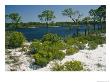 Pine Trees And Brush Growing In Sandy Ground Along A Waterway by Raymond Gehman Limited Edition Print