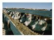 Cattle Lined-Up At A Trough To Eat by Joe Scherschel Limited Edition Print