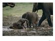 African Forest Elephants Frolick In The Mineral-Rich Mud Of A Water Hole by Michael Fay Limited Edition Print