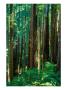 Castal Redwood Trees, California, Usa by Rob Blakers Limited Edition Pricing Art Print